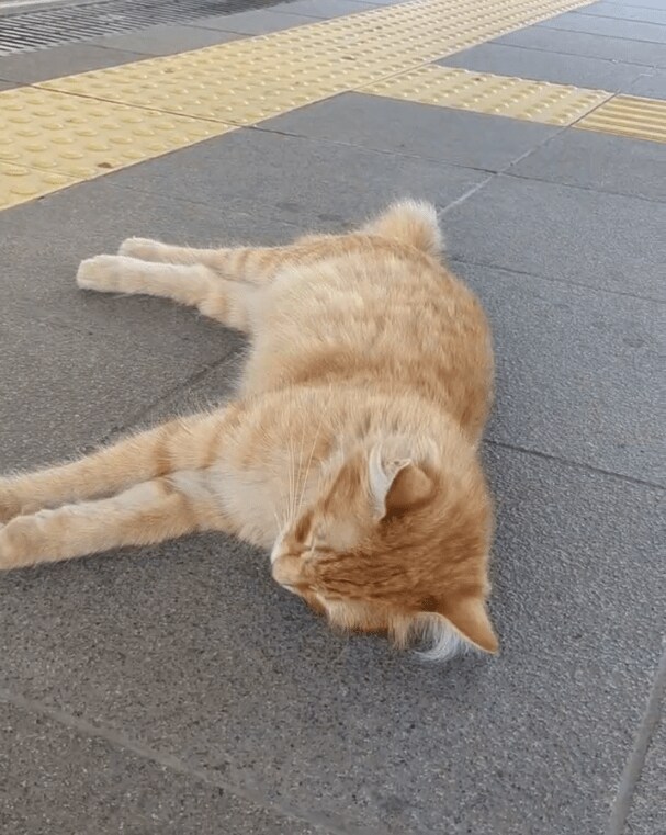 出所：@nekosanpoch