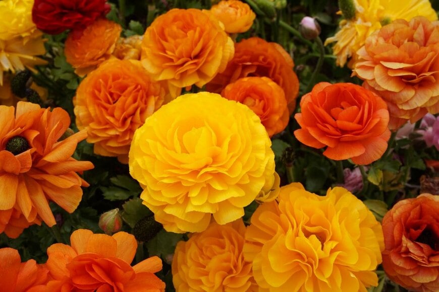 植えっぱなしで毎年咲く「春ガーデンの主役級」多年草3選　寄せ植えのメインにも…