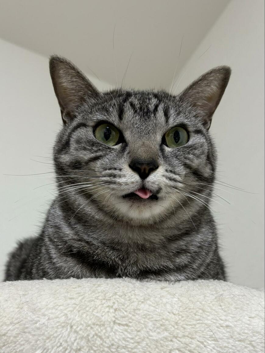 出所：@totomaru_hanmi