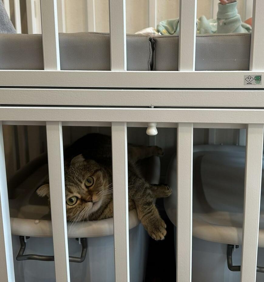 出所：@ponpokopontanu