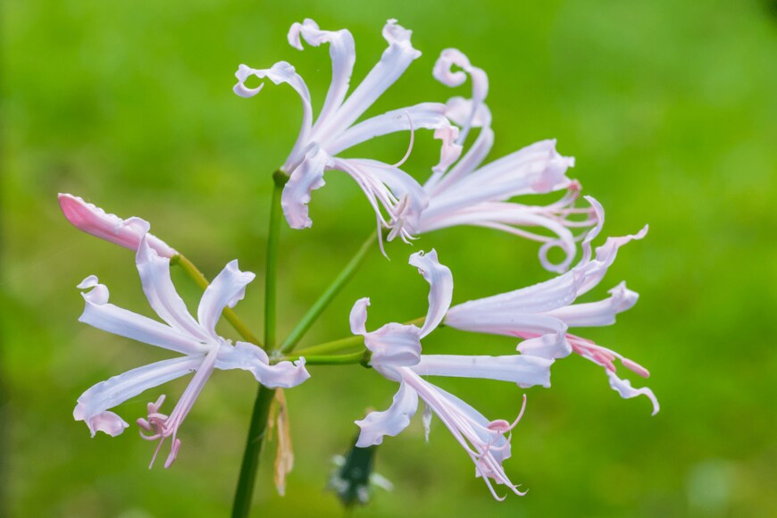 Ian Grainger/shutterstock.com