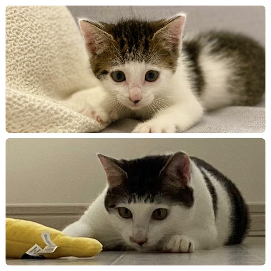 出所：@Saeroyi_cat