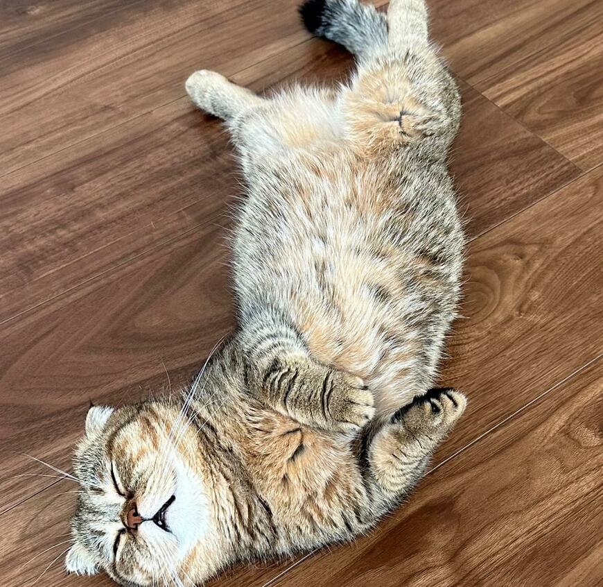 出所：@ponpokopontanu