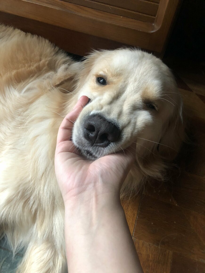 出所：@elmo_golret