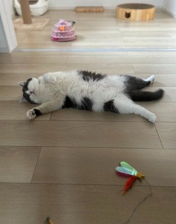 出所：@brimochi222