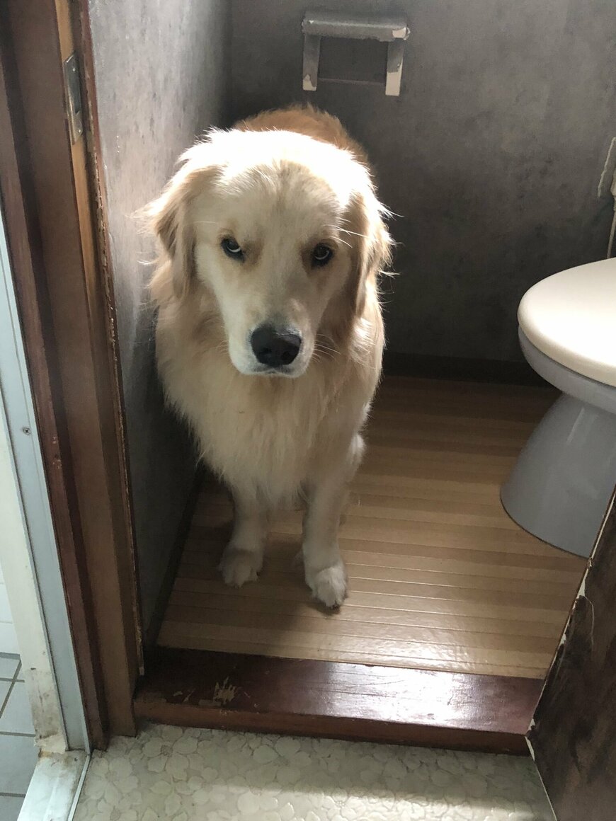 出所：@elmo_golret