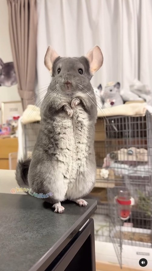 出所：＠kaori_uniikura