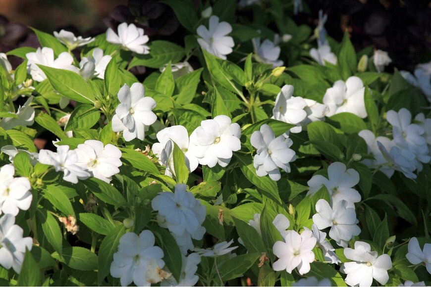 Dina Rogatnykh/Shutterstock.com