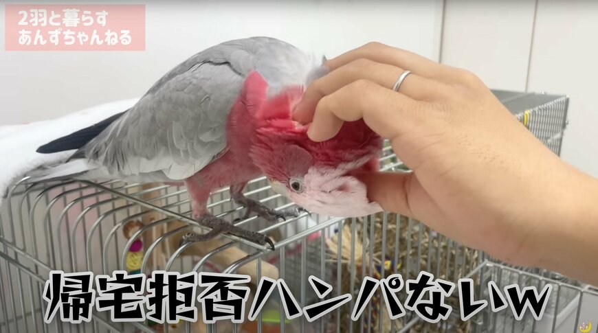 【寝たくないインコ】インコが全力の就寝拒否！まさかの全力抵抗に飼い主とインコの格闘がはじまった！