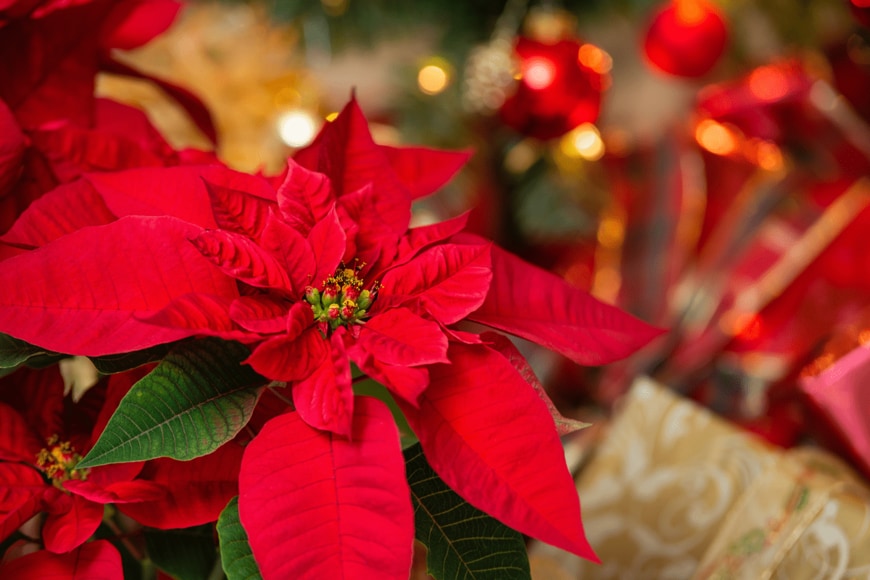 Leena Robinson/shutterstock.com