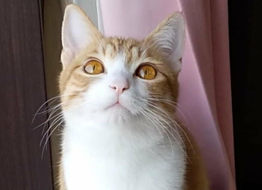 出所：@mero627puri914