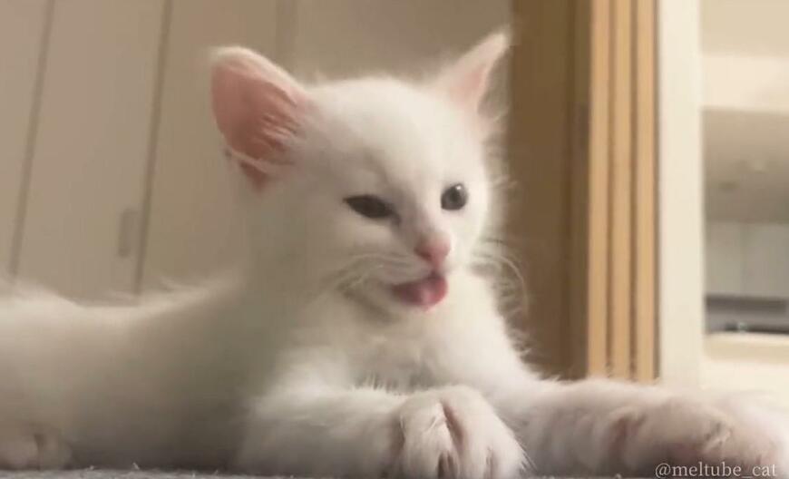 出所：@meltube_cat