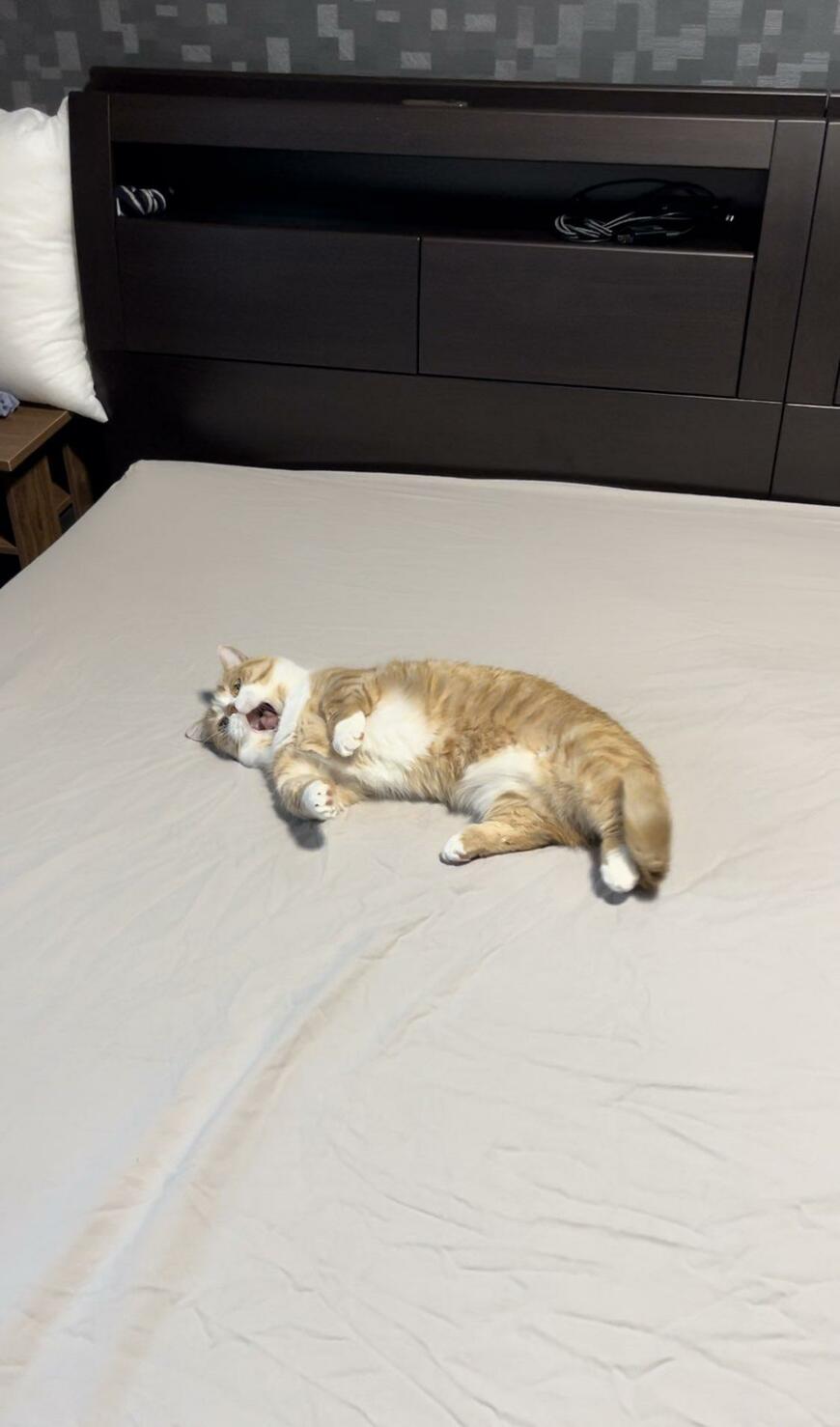洗ったシーツをベッドに敷いたら　お猫さまの「特権」を行使する様子にホッコリ