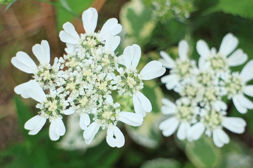 純白のオルレアの花のアップ画像