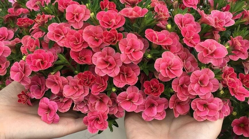 PROVEN WINNERS（プルーブンウィナーズ） スーパーベル（R）