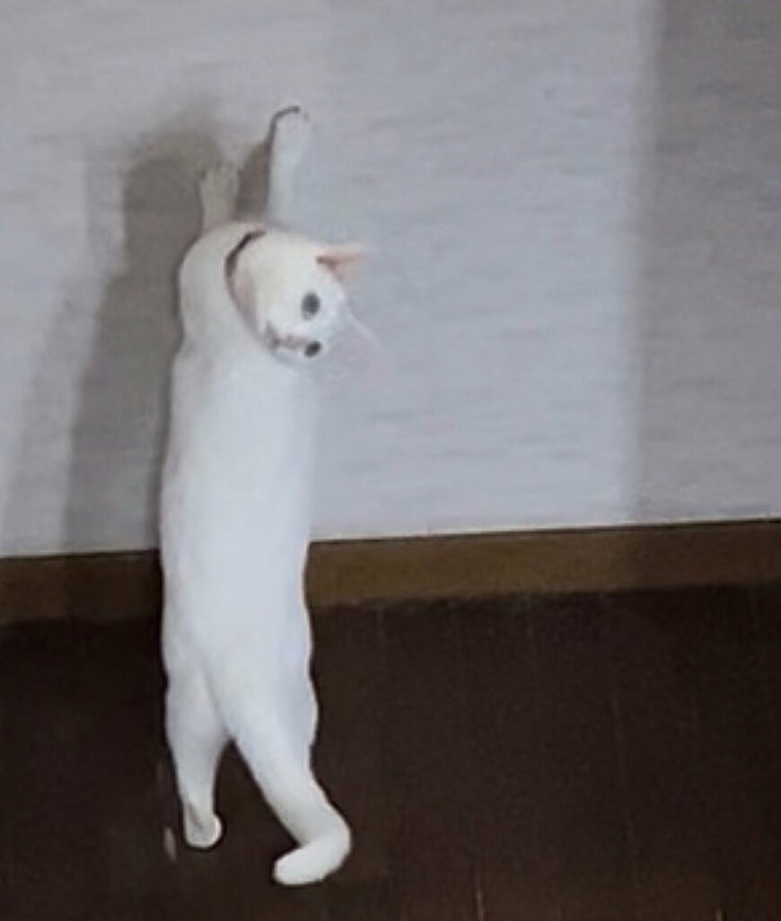 つかまりだちする猫