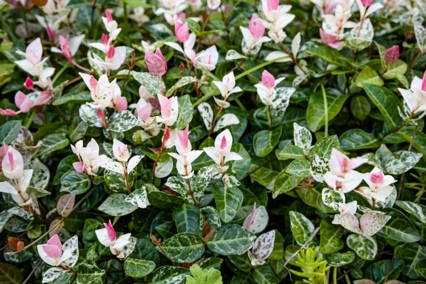 ピンク、白、緑の葉をもつ、ハツユキカズラ