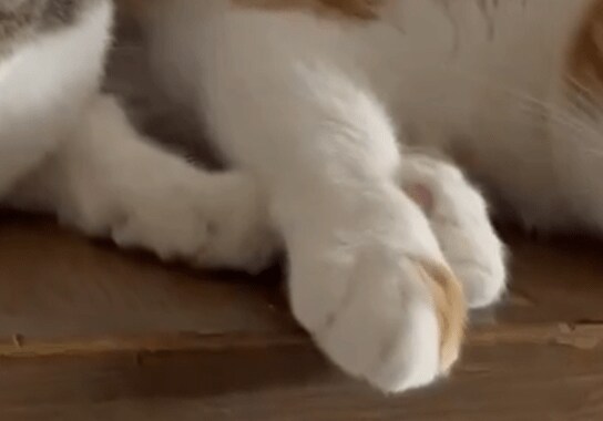 手をつなぐ2匹の猫