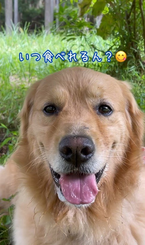 キウイ大好きなゴールデンレトリバー