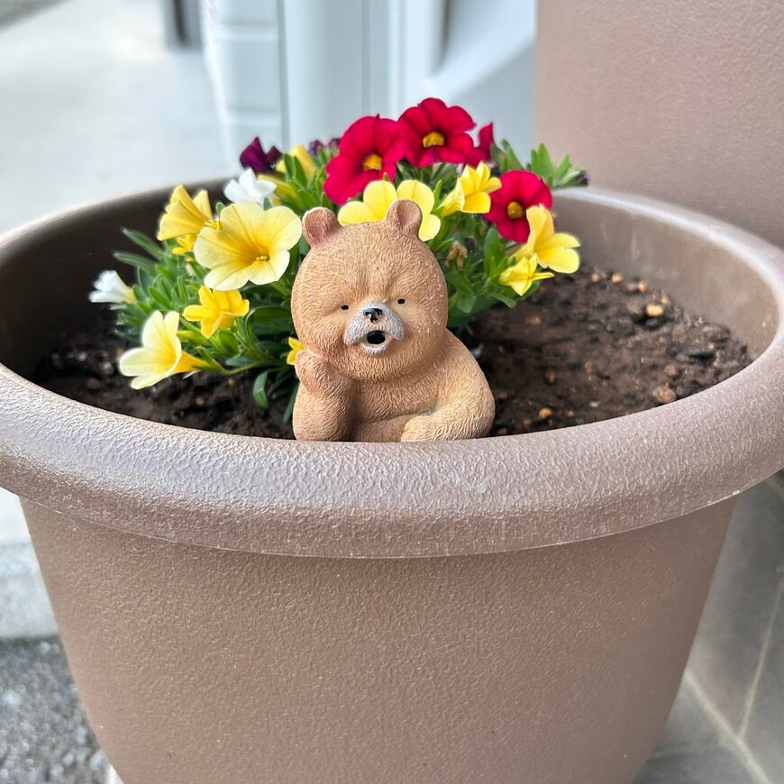 クマさんがひょっこり登場！