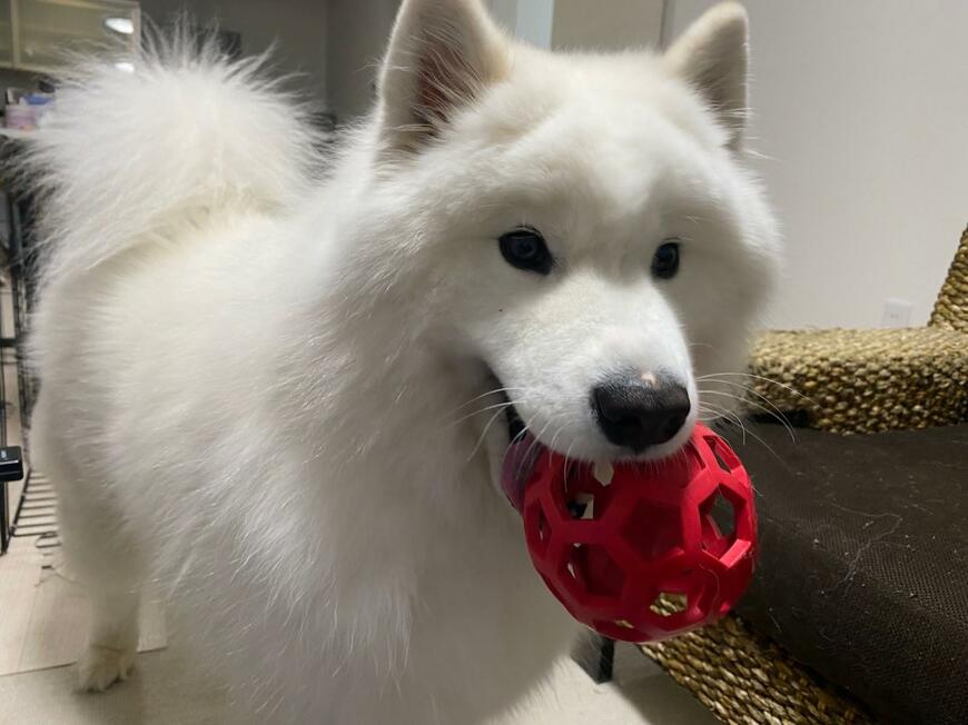 かわいいワンちゃん