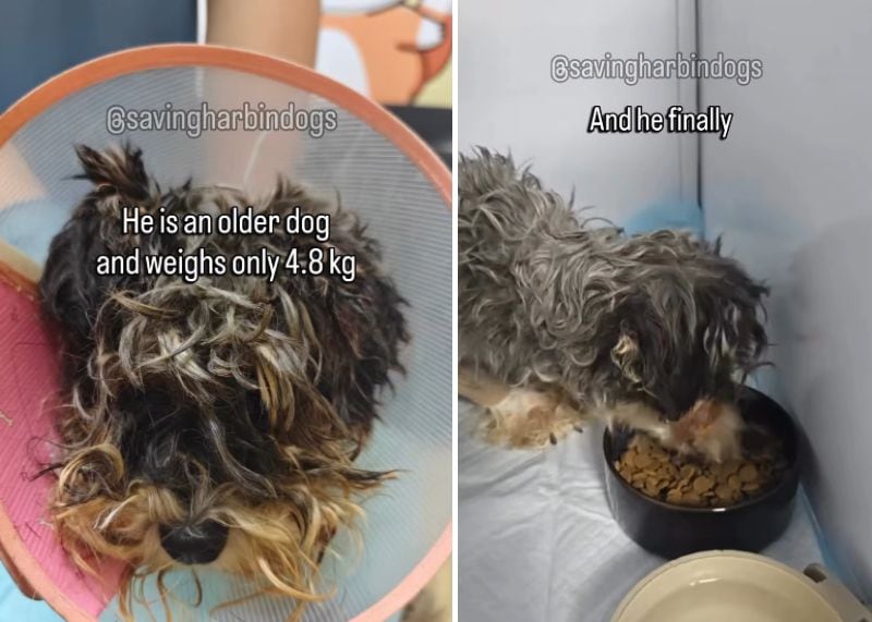 出所：<u><a href="https://www.instagram.com/p/Dderd8EPeUy/" target="_blank">@savingharbindogs</a></u>