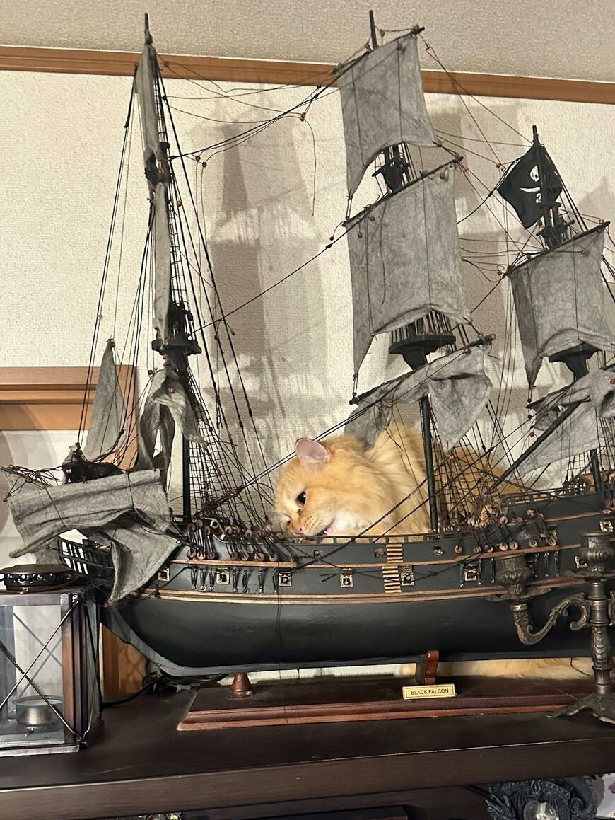 海賊王の猫