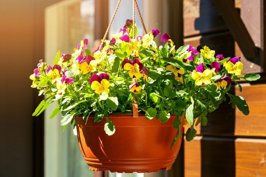 ハンギングバスケットに揺れるパンジーの花