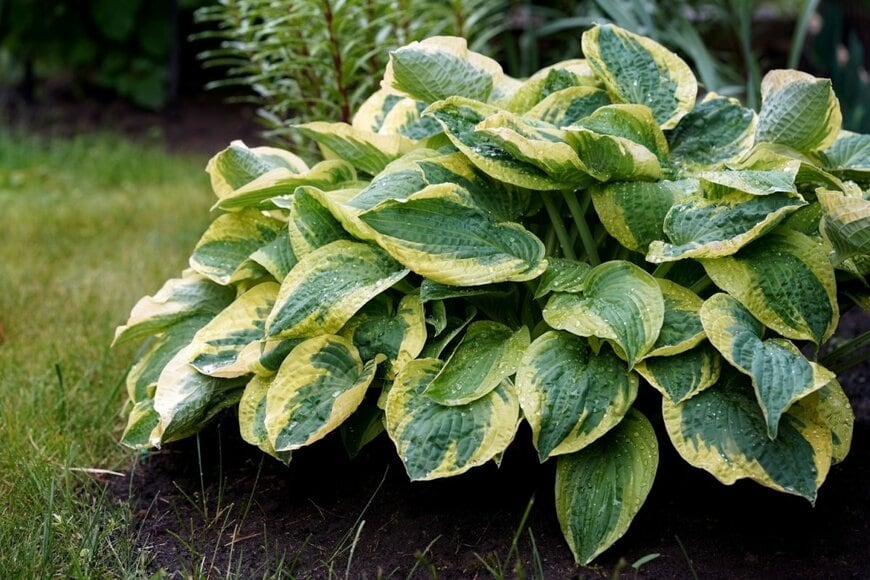 緑の葉の縁にクリーム色の模様が入った、ギボウシ