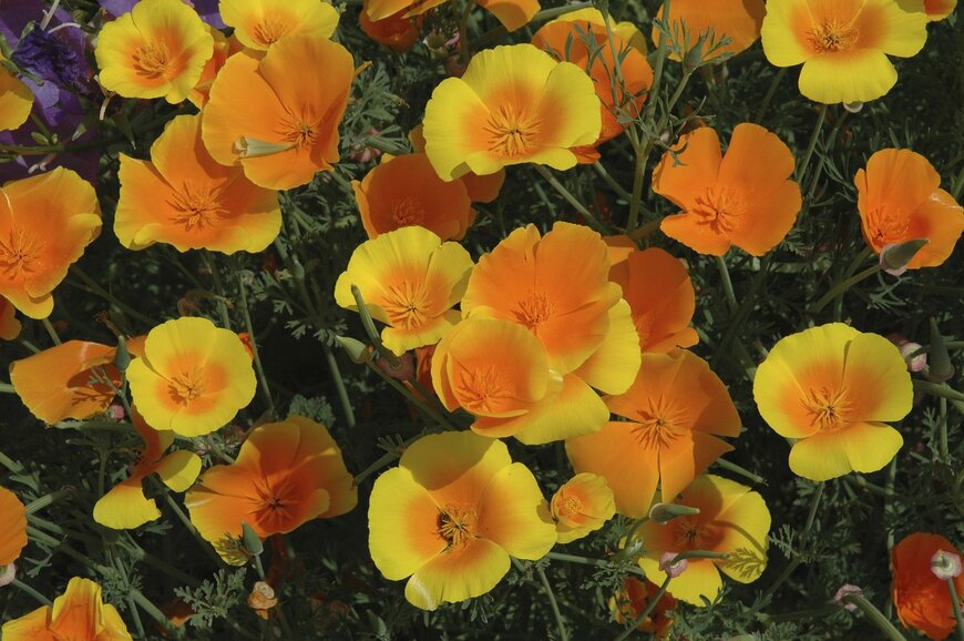 ハナビシソウ（カリフォルニアポピー）の花。色はオレンジと黄色。