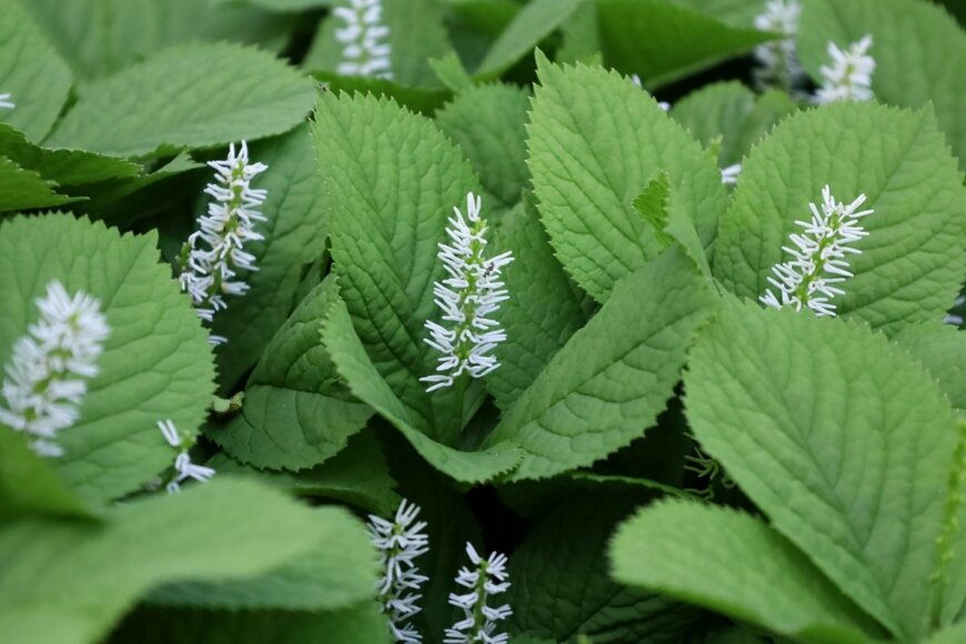 ヒトリシズカの花。白い繊細な花を緑の大きな葉が包むように咲いている