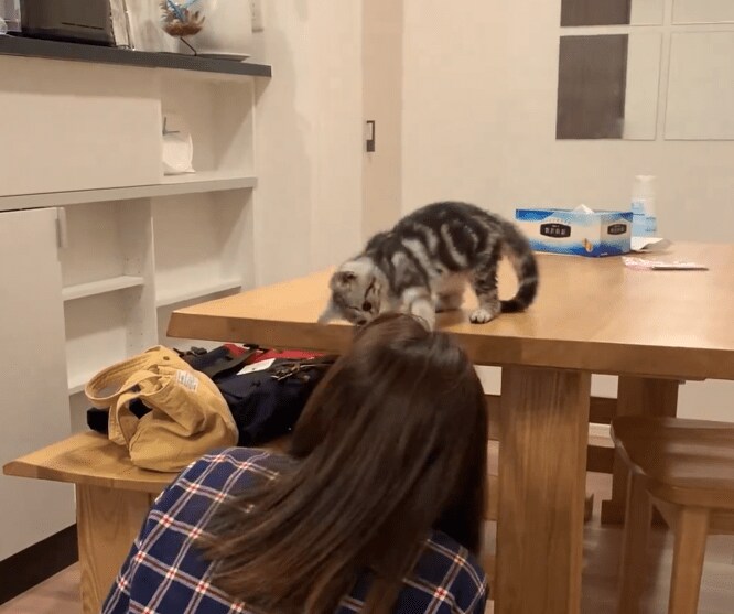 だるまさんがころんだの子猫