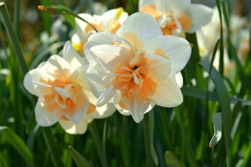 リプリート。フリルのようでゴージャス。