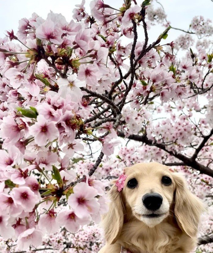 桜とミニチュアダックスフント