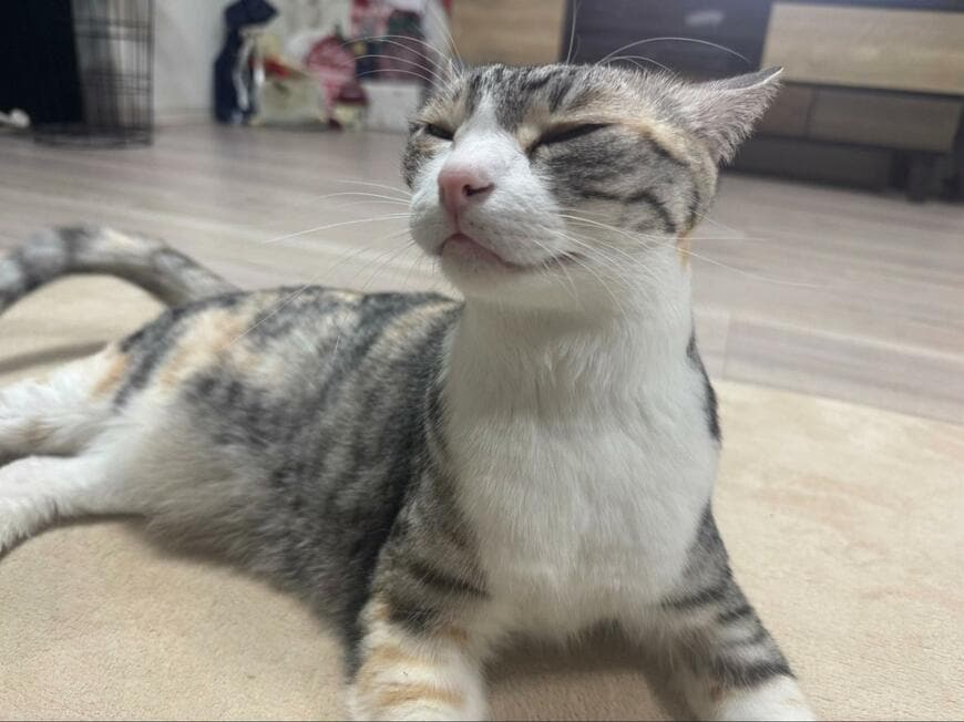 投稿の画像