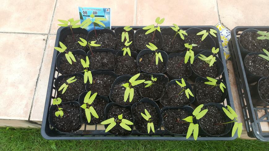 種まき後、発芽した朝顔の写真