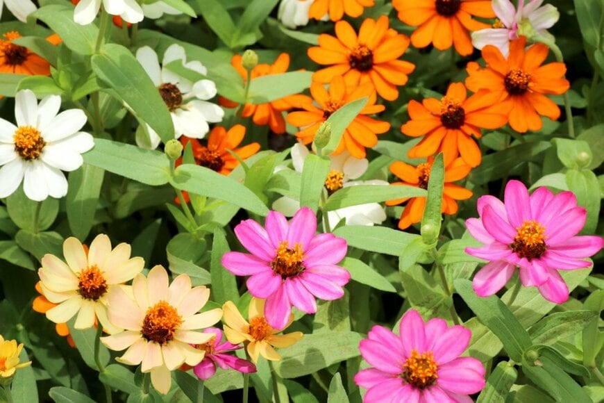 百日草とも呼ばれるジニアの花が咲いている。花の色はピンク、クリーム色、オレンジ、白。花の中央部は濃いオレンジ