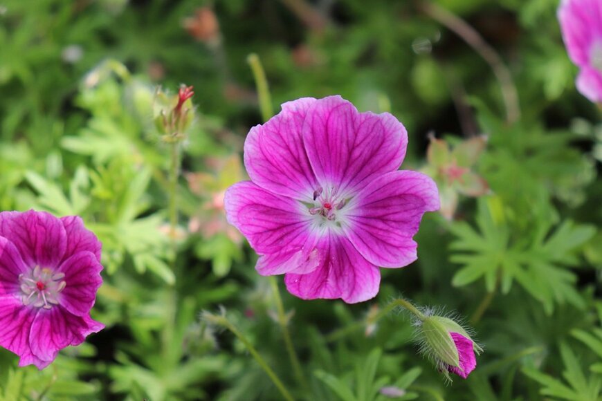 ピンクの花を咲かせている、ゲラニウム 上キャプ: