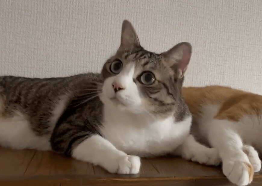 手をつなぐ2匹の猫