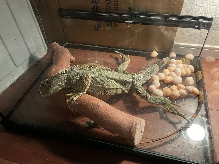 イグアナが産んだ卵