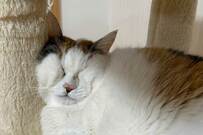 ほっぺをギューッと押し付けて眠る猫の顔が（＞_＜）に…？写真にツイッターで反響！「大笑いさせていただきました」「最高の顔ですね」の声