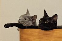 丸いベッドの中で「仲良くくつろぐ2匹の猫ちゃん」に近づいてみたら→まさかの体勢に「私もして欲しい」