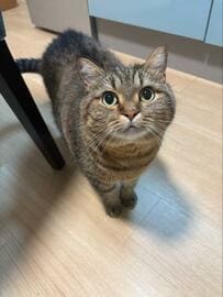 【1万6000いいね】まん丸お目目で見上げる猫が可愛すぎる！愛らしい表情に釘付け