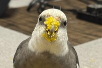 一心不乱に食べ続けるオカメインコ　笑ってしまう「幸せいっぱいの口」が話題に