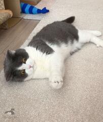 「完全に球体」　遊びに夢中の猫さんを見ると…かわいすぎる光景に反響