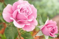 【2月のガーデニング】草花＆バラのお手入れポイントは？真冬に咲く花々も紹介！