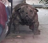 【保護犬】皮膚病で全身の毛が抜け落ちた犬　美しい毛並みと笑顔を取り戻すまでの軌跡
