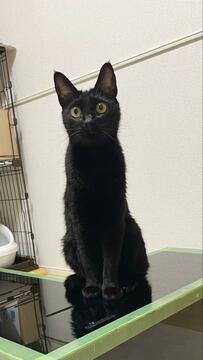 【ぼんやり猫ちゃん】気の抜けた顔に思わず二度見…「無自覚」なユニークさが話題