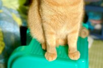 保護猫「吸収ニャ」至福のひと時が話題「めちゃ気持ちよさそう」