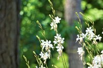 西日と暑さに強い植物でつくる【ナチュラルガーデン】今が植えどきの《夏に強い花》7選